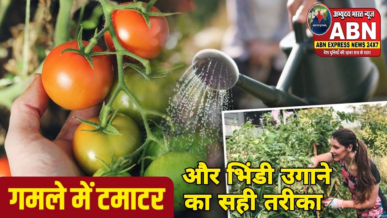 गमले में ढेरों मिर्च, टमाटर और भिंडी उगाने के लिए क्या करें? माली ने बताया फ्री का घोल, फूल खिलते ही डालना होगा